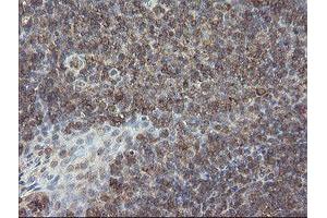 Image no. 10 for anti-PHD Finger Protein 7 (PHF7) (AA 155-381) antibody (ABIN1490975)