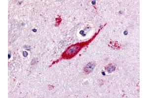 Immunohistochemical staining of Brain (Neuron) using anti- GPR85 antibody ABIN122188
