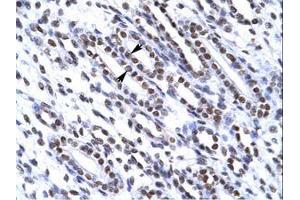 Image no. 1 for anti-X-Ray Repair Complementing Defective Repair in Chinese Hamster Cells 6 (XRCC6) (AA 98-147) antibody (ABIN202810)