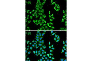 Immunofluorescence (IF) image for anti-Amyloid P Component, Serum (APCS) (AA 1-223) antibody (ABIN3022714)