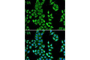 Immunofluorescence (IF) image for anti-Amyloid P Component, Serum (APCS) (AA 1-223) antibody (ABIN3022714) (APCS anticorps  (AA 1-223))