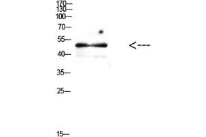 Western Blot analysis of mouse brain cells using Antibody diluted at 1:500.