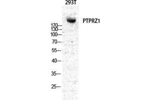 Western Blot (WB) analysis of specific cells using PTPzeta Polyclonal Antibody. (PTPRZ1 anticorps  (N-Term))