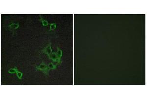 Immunofluorescence (IF) image for anti-Chemokine (C-C Motif) Receptor-Like 1 (CCRL1) (N-Term) antibody (ABIN1852826) (CCRL1 anticorps  (N-Term))