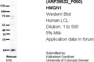 Image no. 1 for anti-High Mobility Group Nucleosome Binding Domain 1 (HMGN1) (Middle Region) antibody (ABIN2780630)