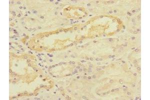 Immunohistochemistry of paraffin-embedded human kidney tissue using ABIN7159906 at dilution of 1:100 (TIMM50 anticorps  (AA 87-353))