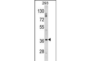 Western blot analysis of DLX2 Antibody (Center) (ABIN390871 and ABIN2841087) in 293 cell line lysates (35 μg/lane). (DLX2 anticorps  (AA 194-222))