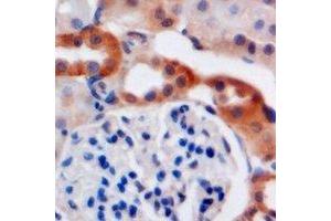 Immunohistochemical analysis of C4BP beta staining in mouse kidney formalin fixed paraffin embedded tissue section.