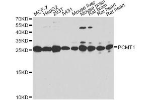 Western blot analysis of extracts of various cell lines, using PCMT1 antibody. (PCMT1 anticorps)