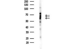 anti-Zinc Finger and SCAN Domain Containing 22 (ZSCAN22) (Internal Region) antibody