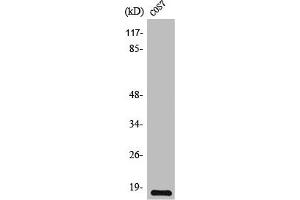 Western Blot analysis of COS7 cells using TGFα Polyclonal Antibody (TGFA anticorps  (C-Term))