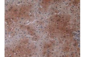 IHC-P analysis of Human Liver Tissue, with DAB staining. (PEBP1 anticorps  (AA 2-187))