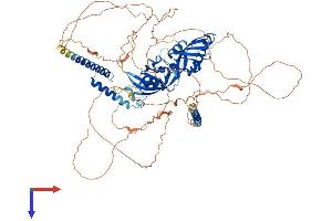 AlphaFold protein structure predicition of Mouse Recombinant Clock Protein, UniprotID O08785