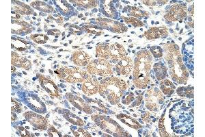 WDR4 antibody was used for immunohistochemistry at a concentration of 4-8 ug/ml to stain Epithelial cells of renal tubule (arrows) in Human Kidney. (WDR4 anticorps  (C-Term))