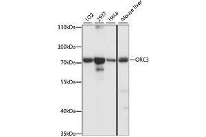 Western blot analysis of extracts of various cell lines, using ORC3 antibody (ABIN6293428) at 1:1000 dilution. (ORC3 anticorps)