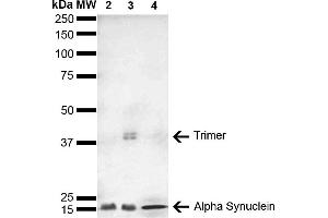Western Blot analysis of Human, Mouse, Rat Brain showing detection of 14 kDa Alpha Synuclein protein using Mouse Anti-Alpha Synuclein Monoclonal Antibody, Clone 4F1 (ABIN5564109). (SNCA anticorps  (Atto 488))