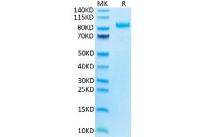 SDS-PAGE (SDS) image for Leukocyte Immunoglobulin-Like Receptor, Subfamily B (With TM and ITIM Domains), Member 2 (LILRB2) (AA 22-458) protein (mFc Tag) (ABIN7275172)