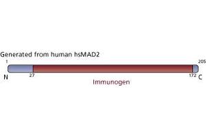 Image no. 3 for anti-SMAD, Mothers Against DPP Homolog 2 (SMAD2) (AA 27-172) antibody (ABIN968106) (SMAD2 anticorps  (AA 27-172))