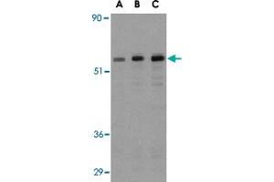 Western blot analysis of MAP3K7IP1 in NIH/3T3 cell lysate with MAP3K7IP1 polyclonal antibody  at (A) 0. (TAB1 anticorps  (Internal Region))