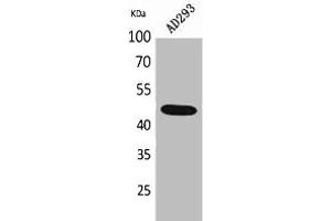 Western Blot analysis of AD293 cells using SCYL1BP1 Polyclonal Antibody. (GORAB anticorps  (N-Term))