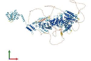 AlphaFold protein structure predicition of Human Recombinant THOC2 Protein, UniprotID Q8NI27
