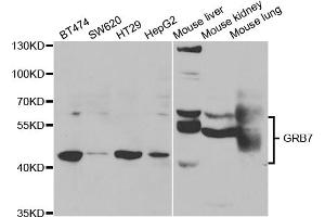 Western blot analysis of extracts of various cell lines, using GRB7 antibody (ABIN5973327) at 1/1000 dilution. (GRB7 anticorps)