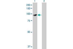 Western Blot analysis of EPB41L1 expression in transfected 293T cell line by EPB41L1 MaxPab polyclonal antibody. (EPB41L1 anticorps  (AA 1-779))