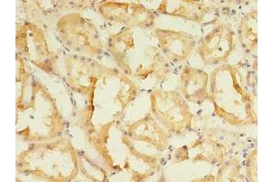 Immunohistochemistry of paraffin-embedded human kidney tissue using ABIN7166144 at dilution of 1:100 (SPIRE2 anticorps  (AA 79-388))