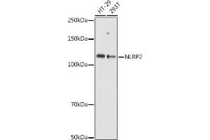 Western blot analysis of extracts of various cell lines, using NLRP2 antibody (ABIN7268939) at 1:1000 dilution. (NLRP2 anticorps  (AA 1-220))