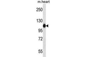 ACTN2 Antibody (C-term) western blot analysis in mouse heart tissue lysates (35µg/lane). (ACTN2 anticorps  (C-Term))
