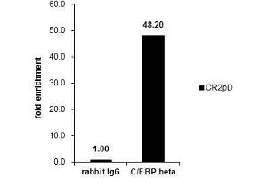 ChIP Image Cross-linked ChIP was performed with Raji chromatin extract and 5 μg of either control rabbit IgG or anti-C/EBP beta antibody. (CEBPB anticorps  (N-Term))