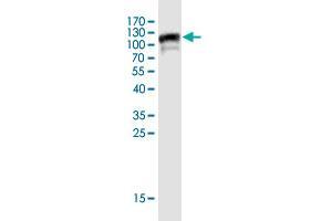 Western Blot detection against Immunogen (102 KDa) .