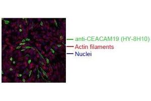 Spectral Confocal Microscopy of CHO cells using HY-8H10. (CEACAM19 anticorps)