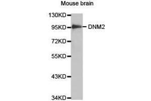 Western Blotting (WB) image for anti-Dynamin 2 (DNM2) antibody (ABIN1872320) (DNM2 anticorps)