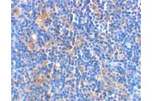 Immunohistochemical staining of rat thymus using AP30114PU-N Bad antibody at 2 μg/ml. (BAD anticorps)
