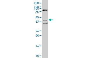 SCAP2 polyclonal antibody (A01), Lot # 050921JC01.