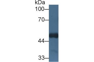 Western Blot; Sample: Mouse Cerebrum lysate; Primary Ab: 1µg/ml Rabbit Anti-Human HCFC1 Antibody Second Ab: 0. (HCFC1 anticorps  (AA 52-258))