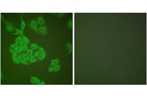 Immunofluorescence analysis of A549 cells, using MMP-11 Antibody.