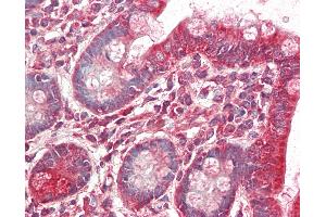 Anti-MRPL9 antibody IHC staining of human small intestine. (MRPL9 anticorps  (FITC))