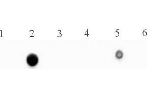 5-Methylcytosine (5-mC) antibody (mAb) tested by dot blot analysis.