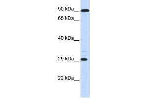 Western Blotting (WB) image for anti-Homeobox B8 (HOXB8) antibody (ABIN2458202) (HOXB8 anticorps)