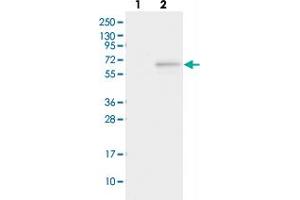 Western blot analysis of Lane 1: Negative control (vector only transfected HEK293T lysate), Lane 2: Over-expression Lysate (Co-expressed with a C-terminal myc-DDK tag (~3. (FAM154A anticorps)