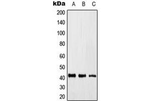 Western blot analysis of KLF17 expression in HEK293T (A), Raw264. (KLF17 anticorps  (Center))