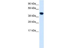 WB Suggested Anti-NR1H4 Antibody Titration:  0. (NR1H4 anticorps  (Middle Region))