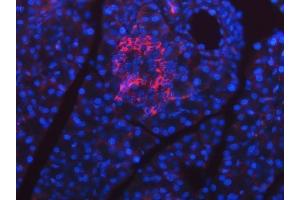 IF analysis of SEL1L using anti-SEL1L antibody (ABIN7599665).