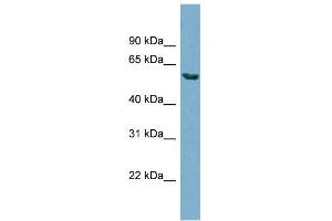WB Suggested Anti-HHAT Antibody Titration:  0. (HHAT anticorps  (N-Term))