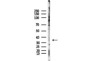 Western blot analysis of lysates from F10-LUC cells(starvation,24h treatment), using Olfactory receptor 51F2 Antibody at 1/1000 dilution.