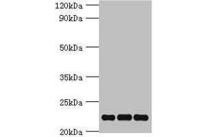 Western blot All lanes: PRDX5 antibody at 4 μg/mL Lane 1: Mouse brain tissue Lane 2: Hela whole cell lysate Lane 3: 293T whole cell lysate Secondary Goat polyclonal to rabbit IgG at 1/10000 dilution Predicted band size: 23, 18, 13 kDa Observed band size: 23 kDa (Peroxiredoxin 5 anticorps  (AA 53-214))
