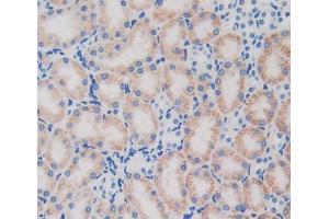 IHC-P analysis of Mouse Tissue, with DAB staining. (GCLC anticorps  (AA 435-636))