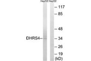Western Blotting (WB) image for anti-Dehydrogenase/reductase (SDR Family) Member 4 (DHRS4) (AA 191-240) antibody (ABIN2890257) (DHRS4 anticorps  (AA 191-240))